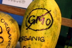 Манго без ГМО
